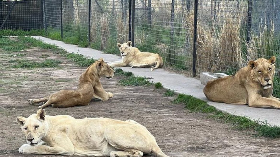 Encuentran fosas con presuntos restos felinos en fundación del Ajusco