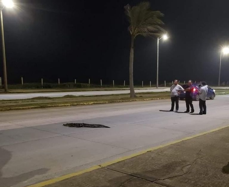 Cocodrilo se echa un sueñito a media calle y ocasiona un cierre vial en Coatzacoalcos