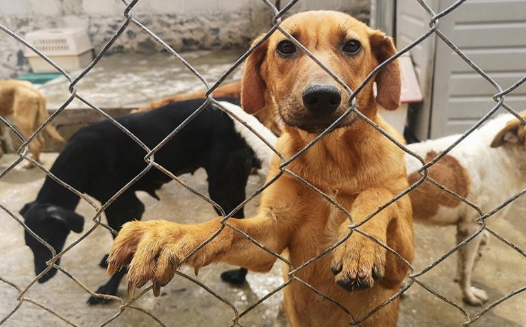 Envenenan a perros y gatos de un refugio en Nanchital