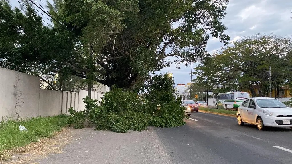 Retiran ramas de árbol que cayeron por fuertes vientos en Las Bajadas