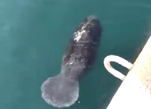 Avistan a manatí en el Puerto de Veracruz