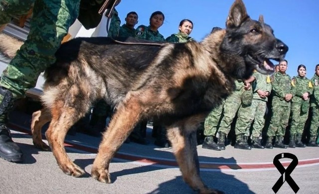 Muere héroe canino en Turquía; envían emotivo mensaje para despedirse de Proteo