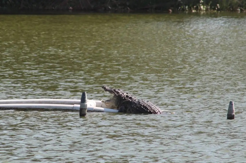 Reubicarán al famoso cocodrilo de la laguna del Malibrán