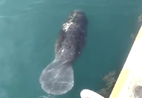 Identifican a manatí que llega a Veracruz; se llama Luna y viaja desde Florida