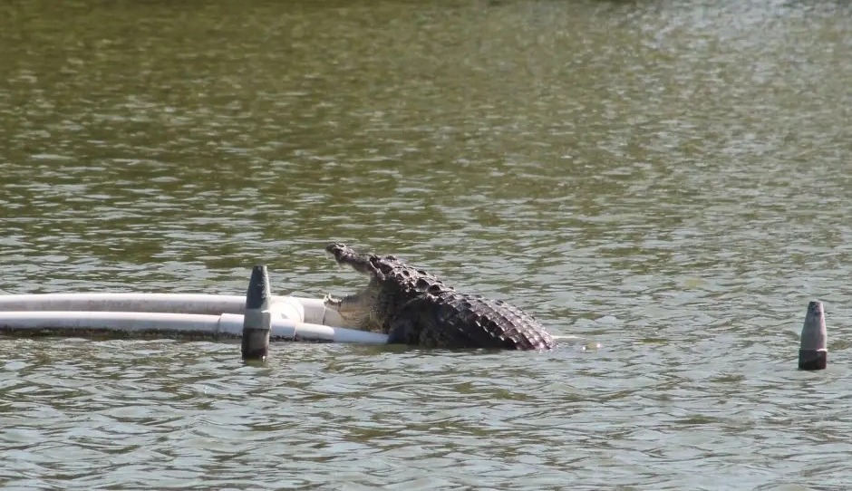 ¡Aguas con los cocodrilos! Se cuentan 7 reptiles en lagunas del puerto jarocho