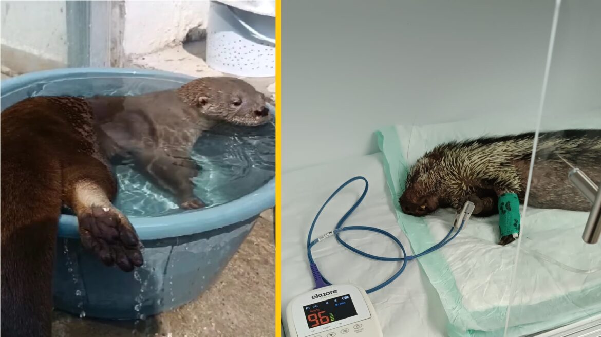 Aumentan ataques a animales en Veracruz, denuncia Earth Missión