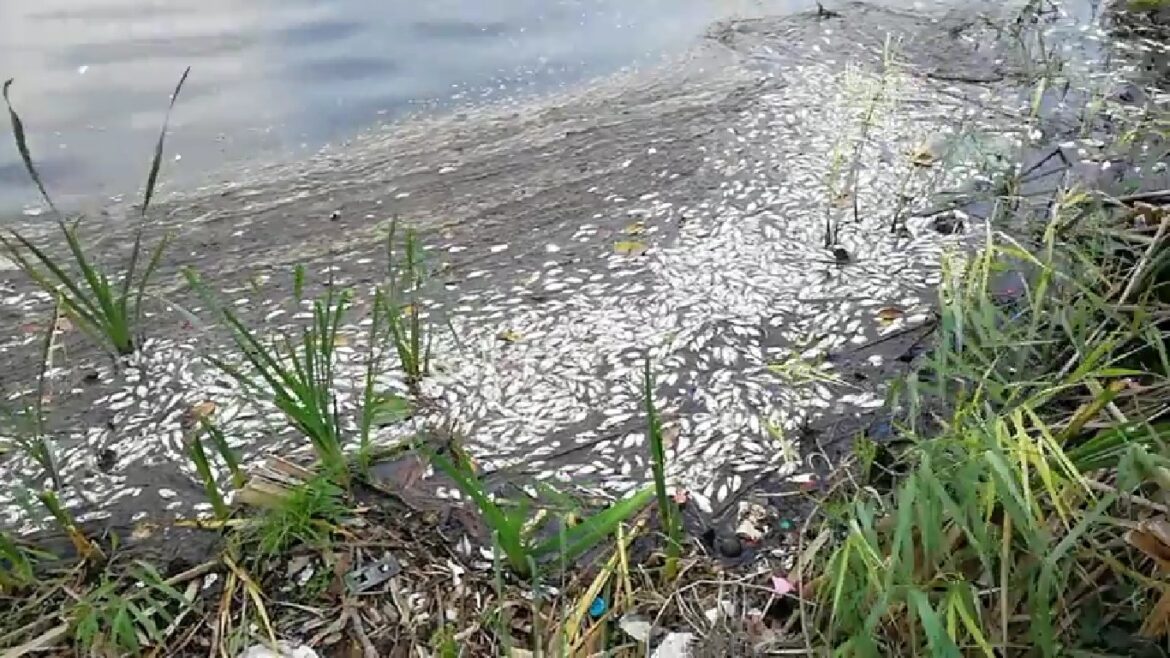 Vecinos reportan extraña muerte masiva de peces en lagunas de Puente Moreno, en Medellín