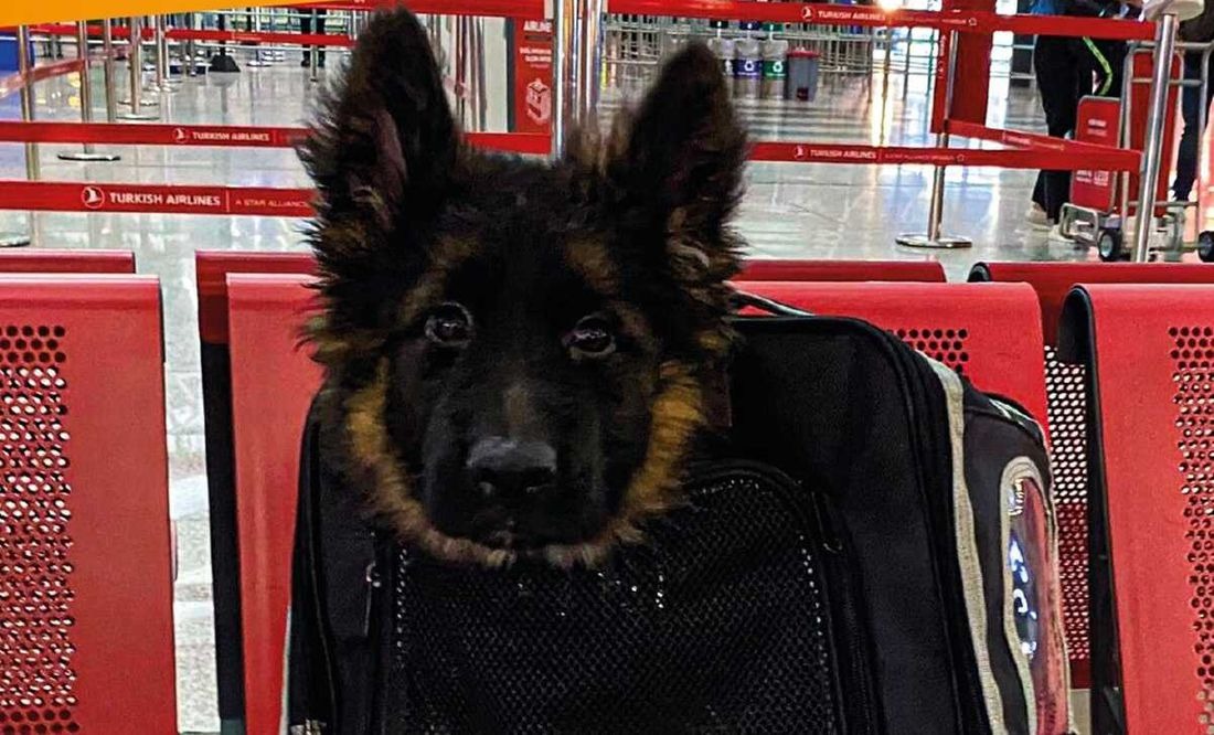 Llega desde Turquía cachorro que suplirá a Proteo, el perrito rescatista de la Sedena