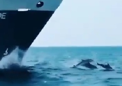 ¡Más delfines! Captan de nuevo a estos mamíferos desde una lancha en Veracruz