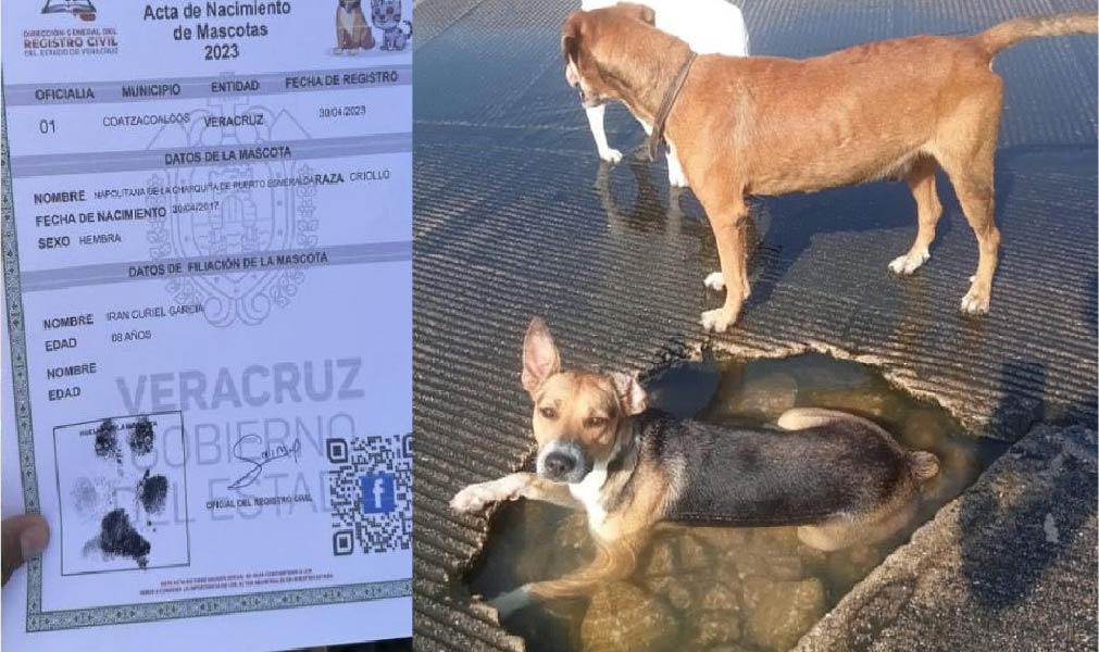 Familia adopta a perrita que se volvió viral por bañarse en un bache, ¿la recuerdas?