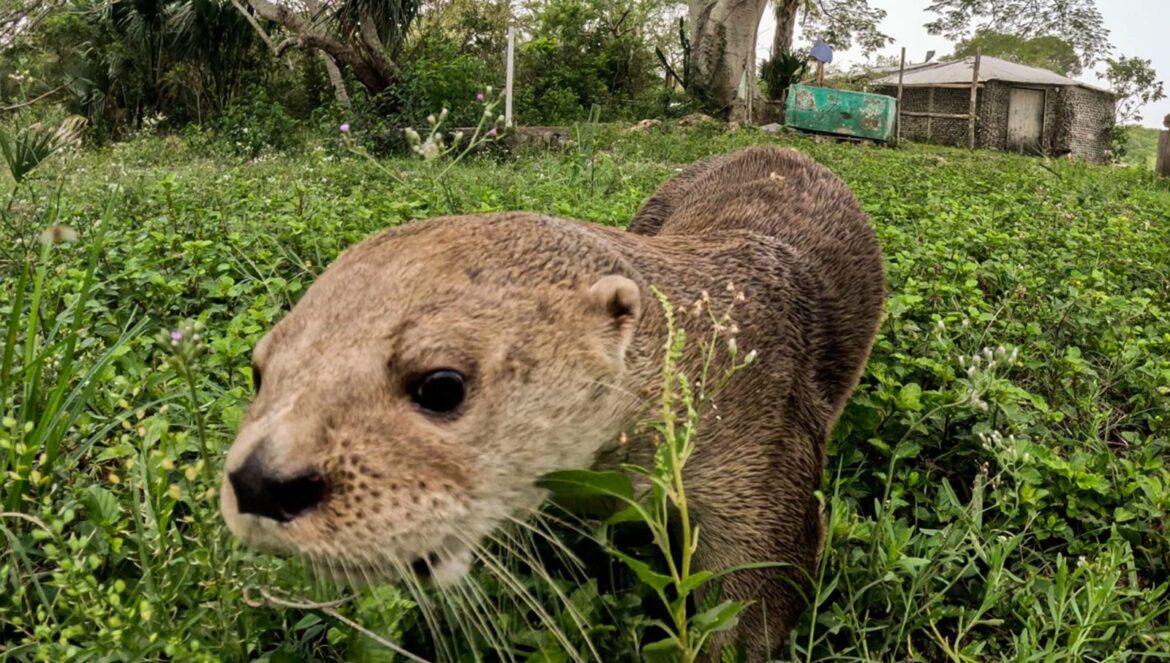 ‘Max’, la nutria de Mandinga, es liberada por personal del Aquarium tras su rehabilitación exitosa