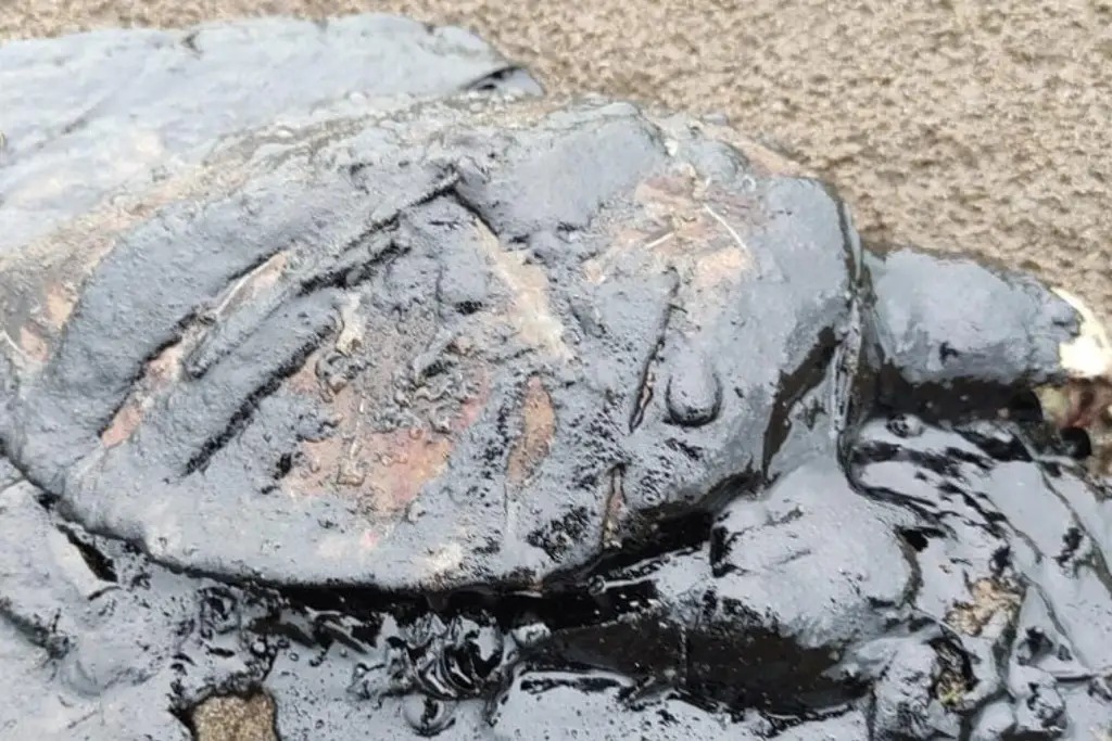 Hallan tortuga marina cubierta de chapapote en playas de Coatzacoalcos