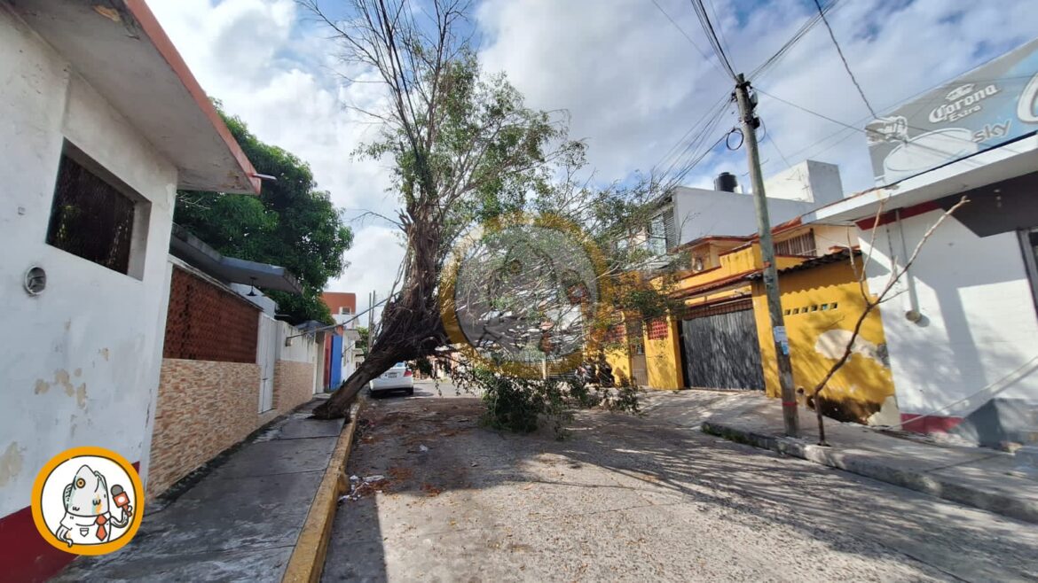 Reportan tronco en cableado de Fraccionamiento del Maestro