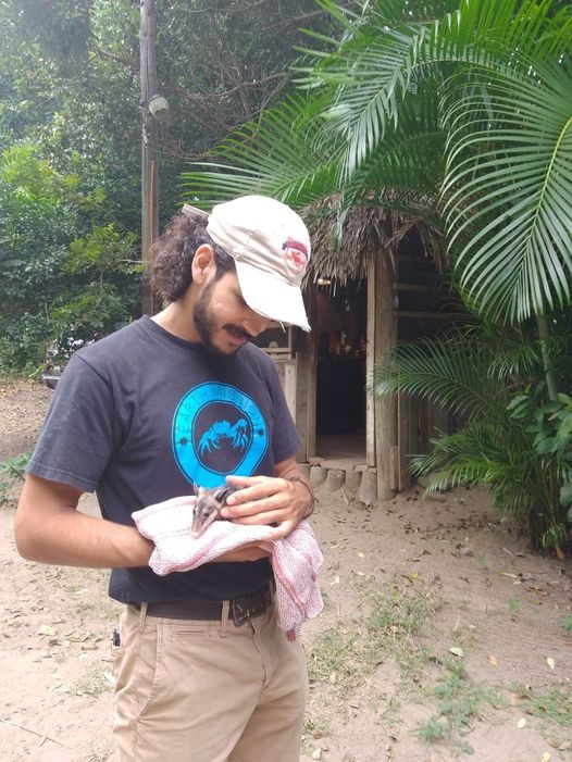 Earth Mission aconseja llevar a bebés tlacuache a refugio en la Riviera Veracruzana