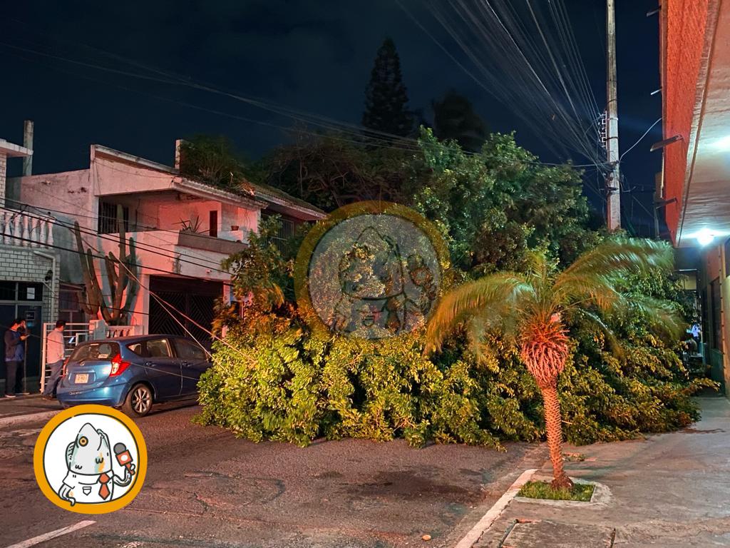 Fuerte viento tira un árbol dañando dos autos y derriba poste