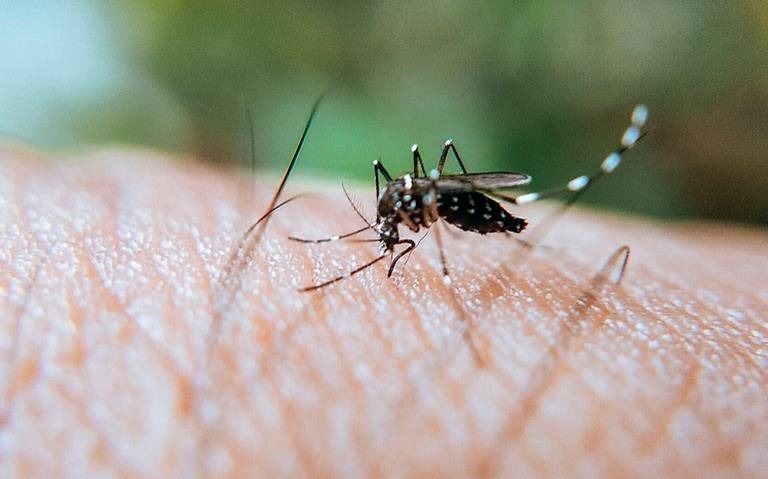 Alertan de dos variantes agresivas de Dengue en Veracruz