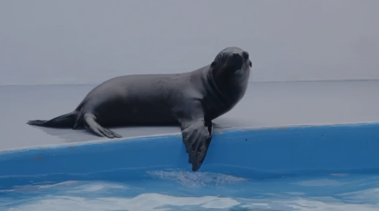 Ayúdanos a elegir el nombre del lobito marino del Aquarium de Veracruz