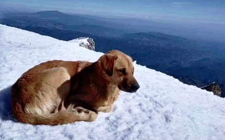 Encuentran a lomito en la cima del Pico de Orizaba